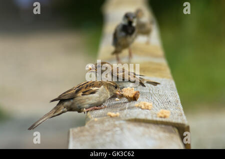 Aliment alimentaire bird Banque D'Images