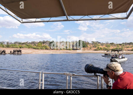 Photographe photographiant un troupeau d'éléphants africains à partir d'un bateau de safari sur la rivière Chobe Afrique Botswana Banque D'Images