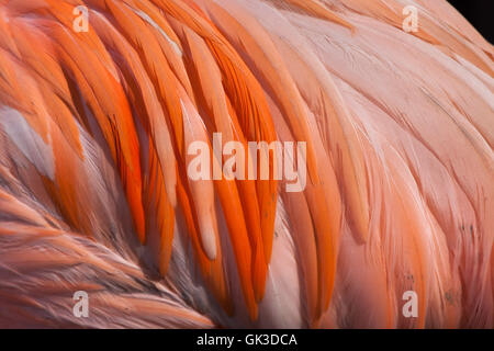 Caraïbes flamingo (Phoenicopterus ruber), également connu sous le nom de l'American Flamingo. La texture du plumage. Banque D'Images