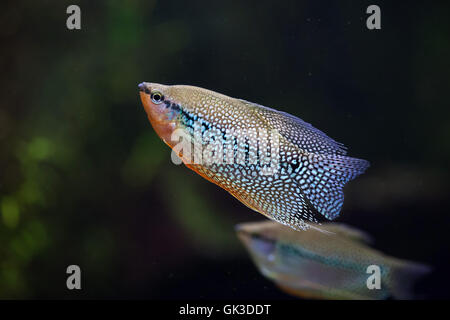 Gourami perlé (Trichopodus leerii), également connu sous le nom de gourami mosaïque. Des animaux de la faune. Banque D'Images