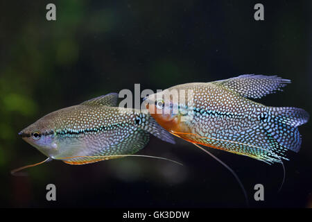 Gourami perlé (Trichopodus leerii), également connu sous le nom de gourami mosaïque. Des animaux de la faune. Banque D'Images