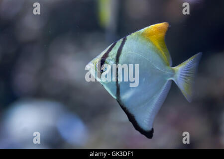 Silver lunard (Monodactylus argentus), également connu sous le nom de Malayan angel. Des animaux de la faune. Banque D'Images