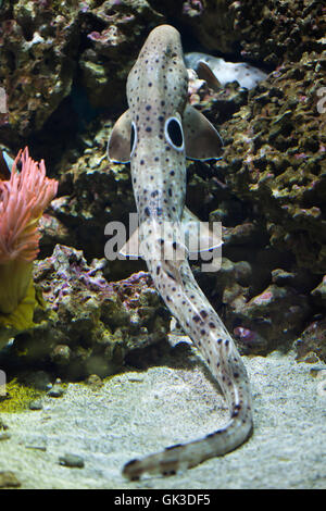 Requin épaulette (Hemiscyllium ocellatum). Des animaux de la faune. Banque D'Images