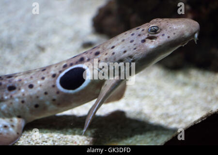 Requin épaulette (Hemiscyllium ocellatum). Des animaux de la faune. Banque D'Images