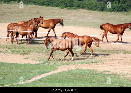 Les chevaux arabes pur-sang anglo-galoper dans les pâturages appréciant le soleil d'été Banque D'Images