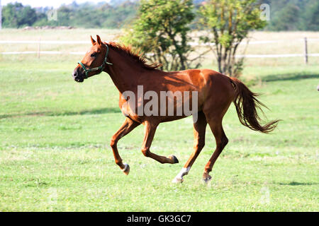 Cheval bien entretenu canter in rural pasture près de la ferme Banque D'Images