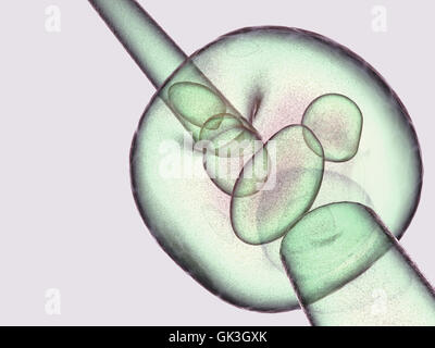 La fécondation in vitro la fécondation Banque D'Images