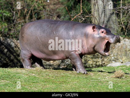 Hippo Banque D'Images