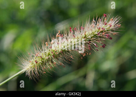 Vulpin des prés Graines close-up (Alopecurus pratensis), macro Banque D'Images