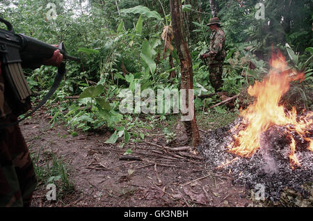 1994, Chapare, BOLIVIE --- soldats stand by comme une récolte de feuilles de coca cultivées illicitement sont brûlées. --- Image par © Jeremy Horner/C Banque D'Images