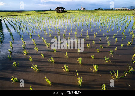 Ca. 2000, Bangkok, Thaïlande --- des touffes de plants de riz, remplir un champ inondé près de Wat Phra Kaeo à Bangkok, Thaïlande. --- Image par Banque D'Images