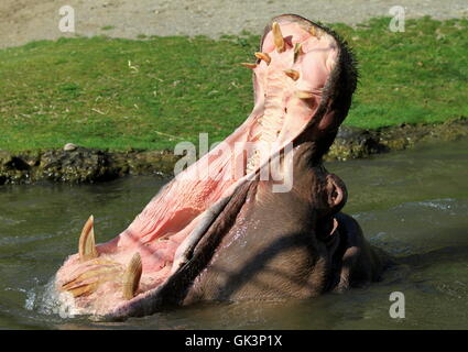 Hippo Banque D'Images