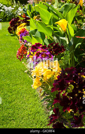 Fleur fleurs jardin Banque D'Images