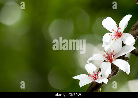 Il existe de la vie santé Banque D'Images