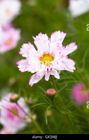 Cliquez sur 'Double Cosmos Bicolor Rose' fleurs. Banque D'Images