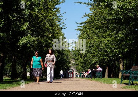 Avenue de Ginkgo & Castle Mews, Bute Park, Cardiff, Pays de Galles, Royaume-Uni. Banque D'Images