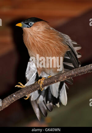 Starling pagode (sturnia pagodarum) également connu sous le nom de Myna et Myna Brahminy Pagode Banque D'Images