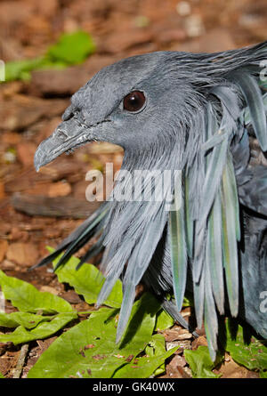 Pigeon Nicobar (Caloenas nicobarica) Banque D'Images