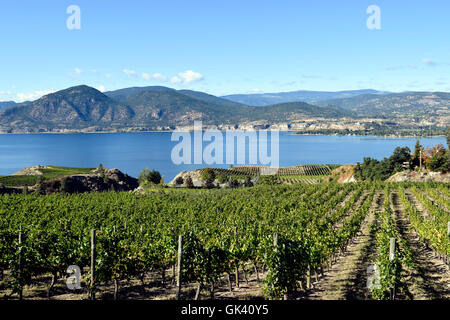 Vignoble surplombant le lac Okanagan à Naramata, British Columbia, Canada. Naramata est près de Penticton, dans la vallée de l'Okanagan. Banque D'Images