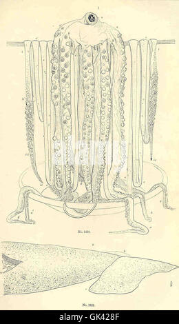 Les céphalopodes, une classe de mollusques, sont présentés sous diverses formes. Ce groupe comprend des espèces comme les calmars, les pieuvres et les seiches, connues pour leur intelligence, leurs comportements complexes et leurs adaptations avancées telles que le camouflage et la propulsion par jet. Banque D'Images