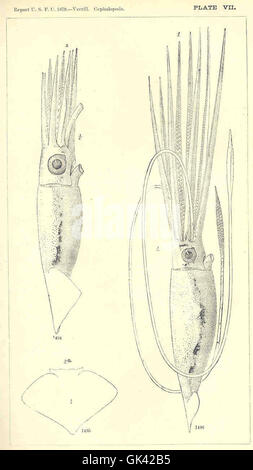Les céphalopodes sont une classe de mollusques qui comprend les pieuvres, les calmars et les seiches. Connus pour leur système nerveux avancé, leurs comportements complexes et leur capacité à changer de couleur, les céphalopodes sont des prédateurs hautement adaptables dans les écosystèmes marins. Banque D'Images