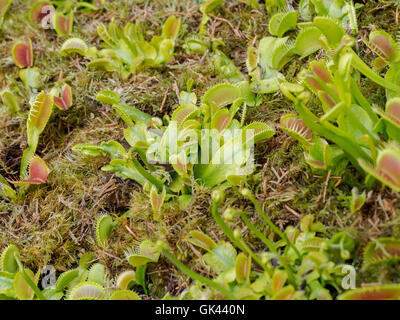 Dionaea muscipula, également connu sous le nom de carnivore dionée, l'assortiment des couleurs, vert Banque D'Images