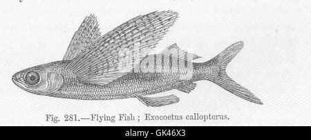 47164 poissons volants ; Exocoetus callopterus Banque D'Images