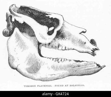 Toxodon platensis est une espèce de mammifère éteinte de l'époque du Pléistocène, découverte à Saladillo, en Argentine. C'était un grand herbivore et une espèce importante dans les écosystèmes préhistoriques. Banque D'Images