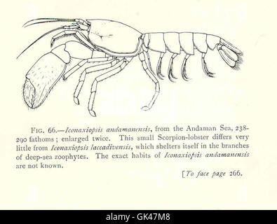 47679 Iconaxiopsis andamanensis, à partir de la mer d'Andaman, 238-290 brasses Ce petit homard-Scorpion diffère peu de Iconasioptis Banque D'Images