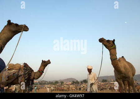 Pushkar, Inde --- chameaux à Pushkar Fair --- Image par © Jeremy Horner Banque D'Images