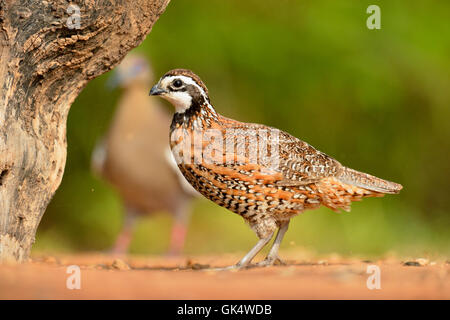 Colin de Virginie (Colinus virginianus), Rio Grande City, Texas, États-Unis Banque D'Images