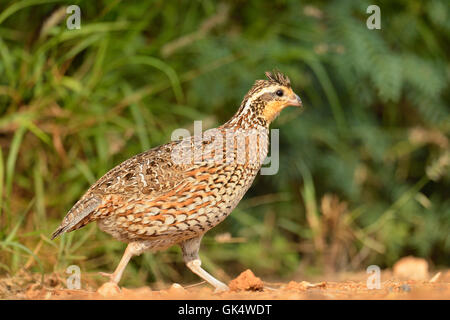 Colin de Virginie (Colinus virginianus), Rio Grande City, Texas, États-Unis Banque D'Images