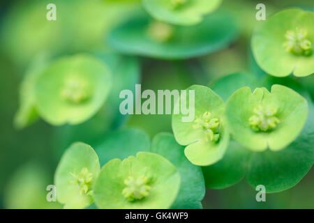 Evergreen abondante euphorbia rosettes, arrondi des gerbes de fleurs jaune-vert Jane Ann Butler Photography JABP1588 Banque D'Images