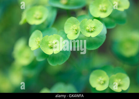 Evergreen abondante euphorbia rosettes, arrondi des gerbes de fleurs jaune-vert Jane Ann Butler Photography JABP1587 Banque D'Images