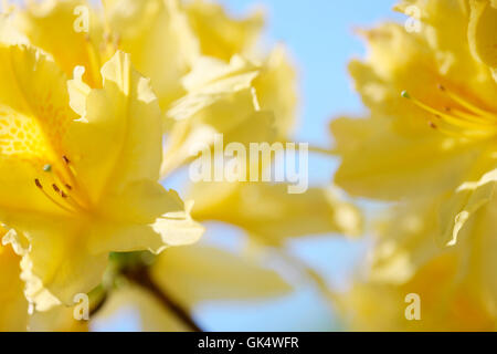 Azalée jaune soleil contre un ciel bleu de printemps Jane Ann Butler Photography JABP1526 Banque D'Images