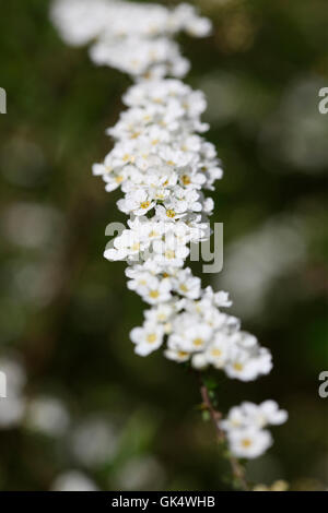 Floraison blanche fleur de printemps de spiraea 'grefsheim' Jane Ann Butler Photography JABP1591 Banque D'Images