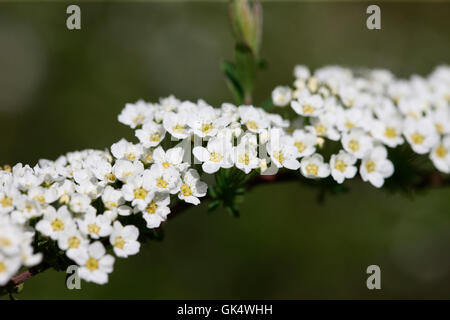 Floraison blanche fleur de printemps de spiraea 'grefsheim' Jane Ann Butler Photography JABP1592 Banque D'Images