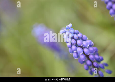 Début de géant, muscari - en forme de cloche distinctif spike floraison au début du printemps de la photographie couleur Jane Ann Butler JABP1584 Banque D'Images