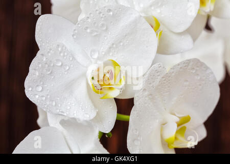 Orchidée fleur blanche avec des gouttes sur un fond de bois, gros plan Banque D'Images