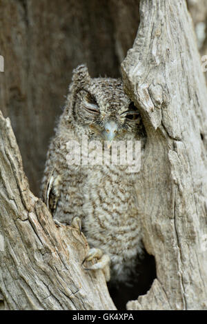 (L'Est) asio jeune dans une cavité de nidification, Rio Grande City, Texas, États-Unis Banque D'Images