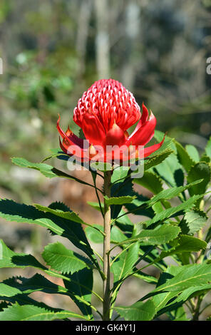 Chef d'une fleur rouge australien, le Protea (Waratah Telopea speciosissima), en plein soleil dans le Sydney bush. Flora Banque D'Images