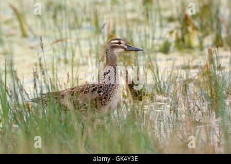 Knaeckente / Canard Sarcelle d'attentionné ( Anas querquedula ), femme, se trouve dans les eaux peu profondes, dans l'herbe entre reed. Banque D'Images