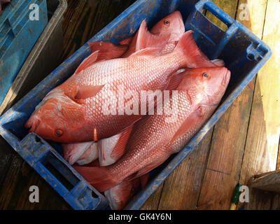 La faune de poissons fruits de mer Banque D'Images