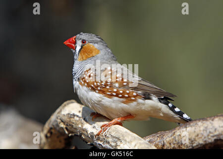 Zebra finch Banque D'Images