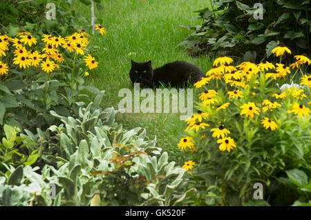 Chat noir dans le jardin. Banque D'Images