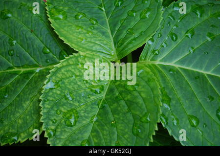 Les feuilles d'Hydrangea Banque D'Images