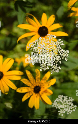 Black Eyed Susan et Queen Anne's lace. Banque D'Images