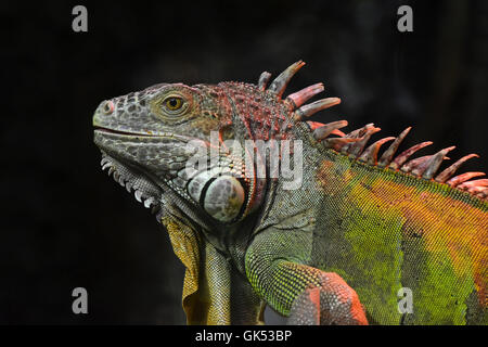 Portrait de l'iguane vert homme de profil sur fond noir ou foncé Banque D'Images