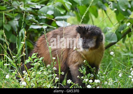 Brown (ou tuftés) singe capucin (Cebus apella) de sexe masculin dans l'herbe verte, à côté Banque D'Images