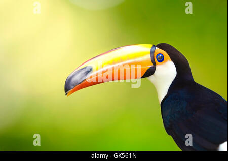 Beau profil fermer Banque D'Images